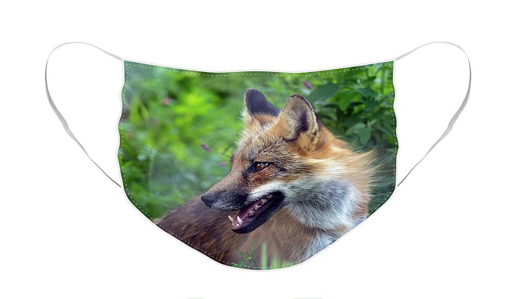  Fox Face Mask featuring the photograph Beautiful Fox Portrait by Sam Rino
