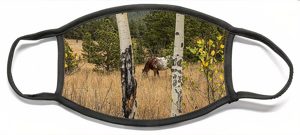 Horse Face Mask featuring the photograph Beautiful Horse Through The Aspen Trees Trunks by James BO Insogna