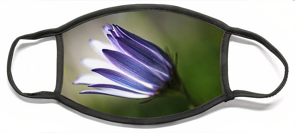 Osteospermum Face Mask featuring the photograph Beautiful Inner Glow Of The Daisy by Joy Watson