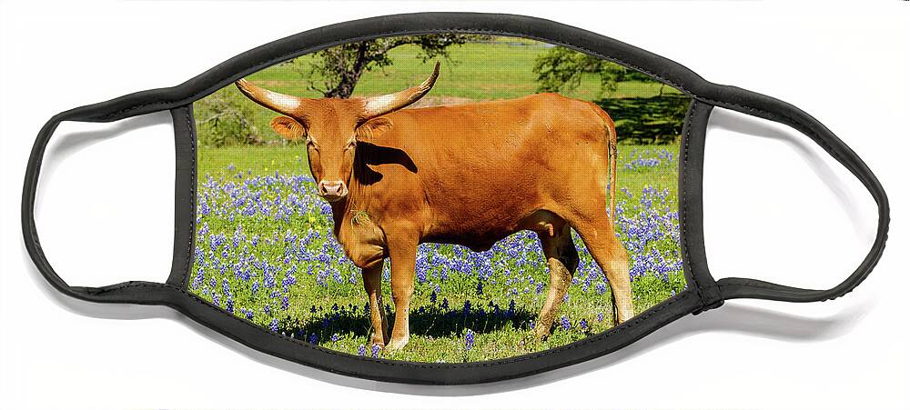 African Breed Face Mask featuring the photograph Beautiful longhorn cow by Raul Rodriguez