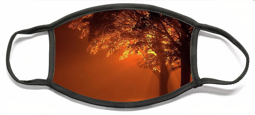 Night Face Mask featuring the photograph Beautiful trees at night with orange light by Simon Bratt