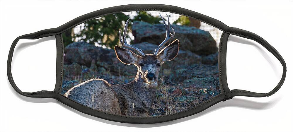 Mule Deer Face Mask featuring the photograph Bed Down For The Evening by Mindy Musick King