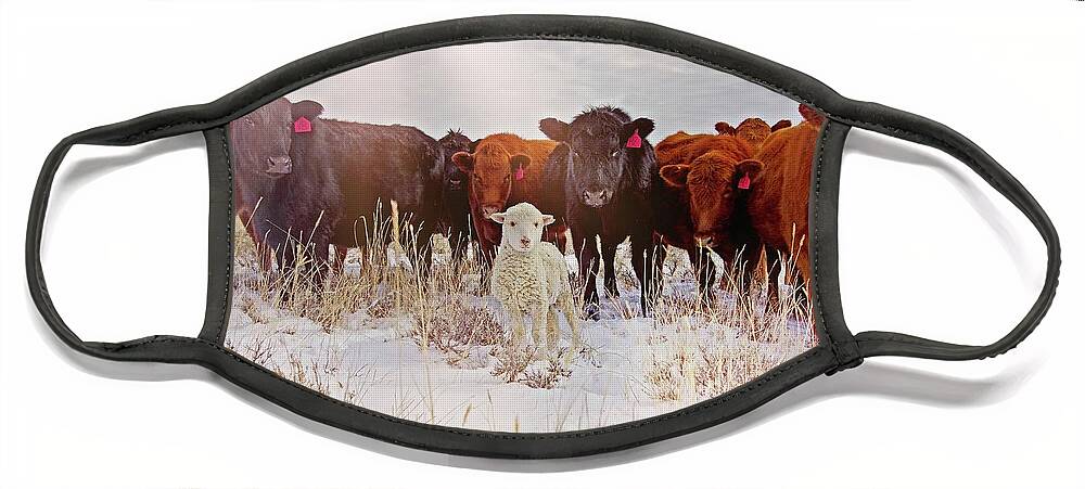 Cattle Face Mask featuring the photograph Behold by Amanda Smith