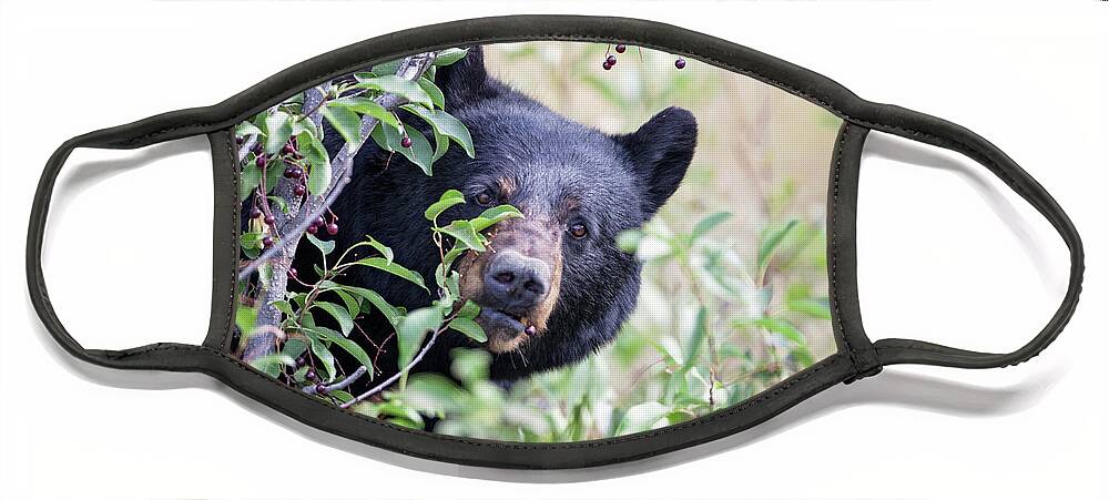 Black Bear Face Mask featuring the photograph Berry Picking by Eilish Palmer