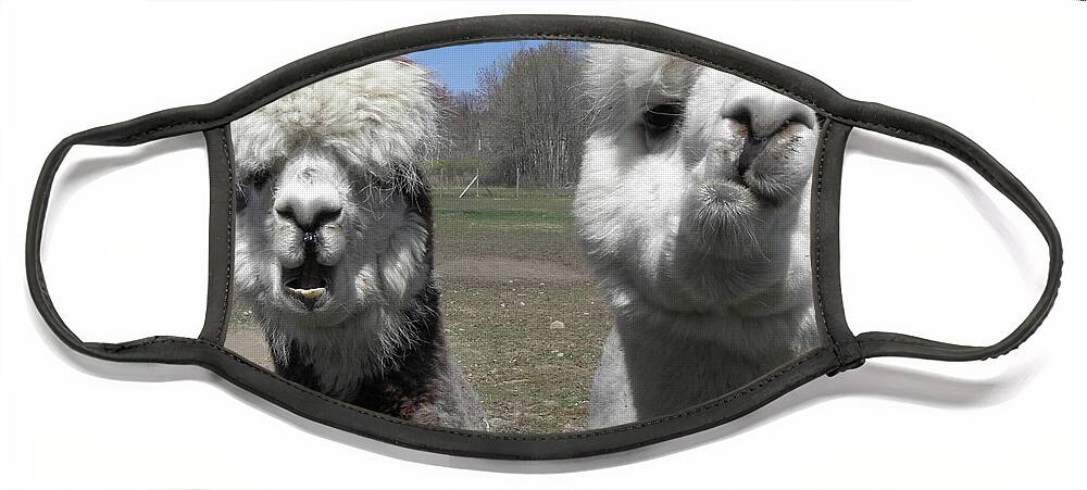 Alpaca Face Mask featuring the photograph Betty what do you think by Kim Galluzzo Wozniak