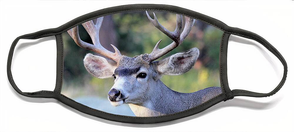 Buck Face Mask featuring the photograph Big Buck by Shane Bechler