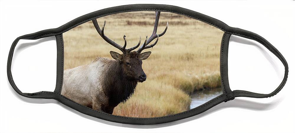 Elk Face Mask featuring the photograph Big Bull Elk by Wesley Aston