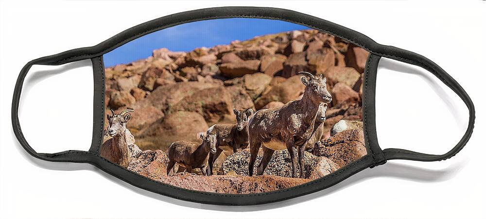 Animal Face Mask featuring the photograph Big Horn Sheep by Ron Pate