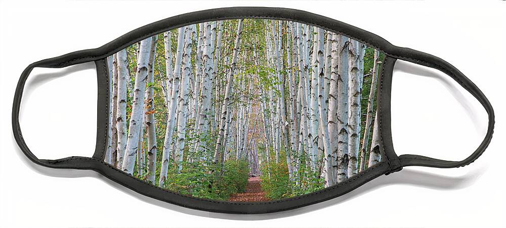 Birch Face Mask featuring the photograph Birch Path by White Mountain Images