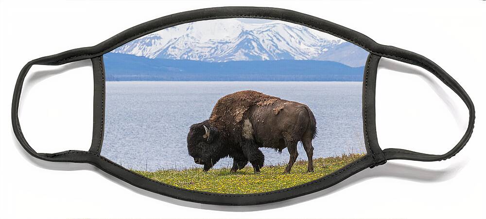 American Bison Face Mask featuring the photograph Bison at the Lake by Max Waugh