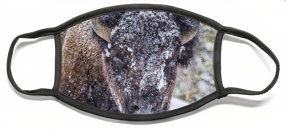 Bison Face Mask featuring the photograph Bison in a Snowstorm by Peg Runyan