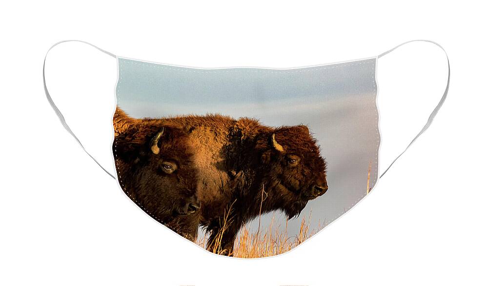 Jay Stockhaus Face Mask featuring the photograph Bison Pair by Jay Stockhaus