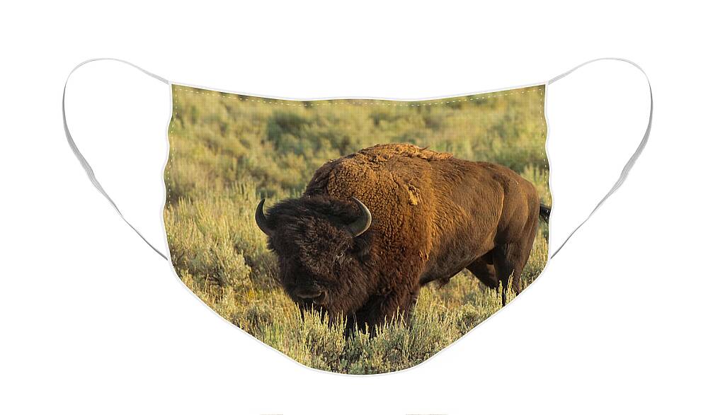American Bison Face Mask featuring the photograph Bison by Sebastian Musial