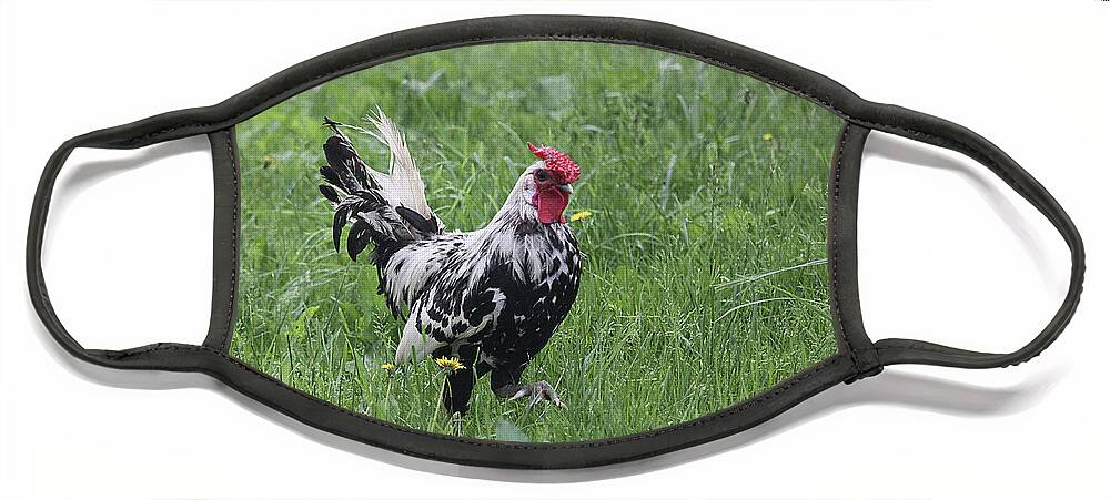 Chicken Face Mask featuring the photograph Black and White by Jean Macaluso