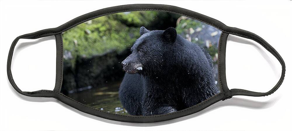 Bear Face Mask featuring the photograph Black Bear in Waiting by Bill Cubitt