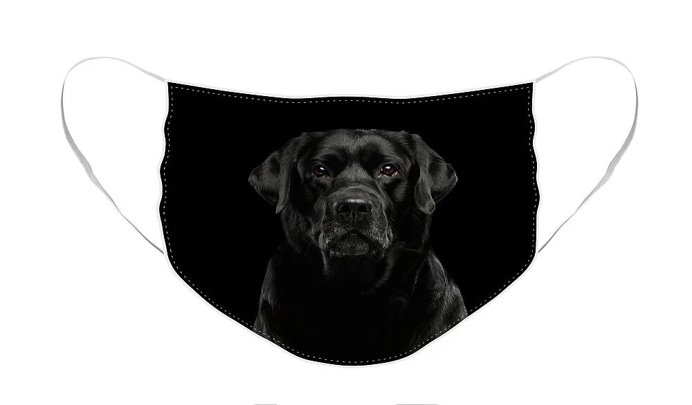 Winks Face Mask featuring the photograph Black Labrador by Sergey Taran