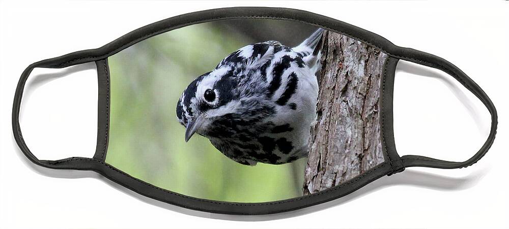 Black & White Warbler Face Mask featuring the photograph Black-n-White Warbler by Meg Rousher