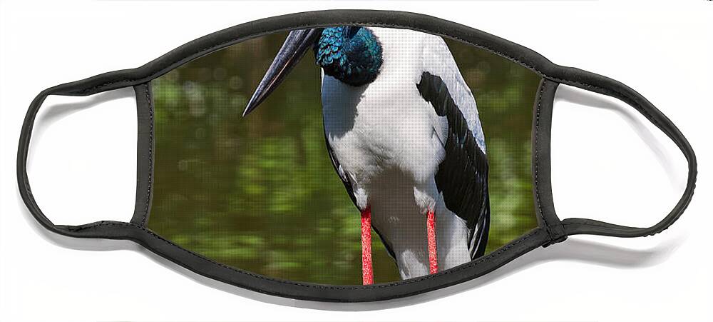 Birds Face Mask featuring the photograph Black-necked stork by Louise Heusinkveld