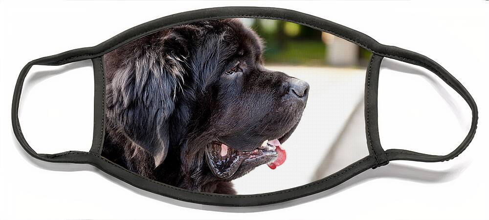 Alive Face Mask featuring the photograph black Newfoundland dog massive broad snout by Arletta Cwalina