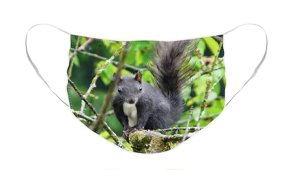 Animal Face Mask featuring the photograph Black Squirrel in the Cherry Tree by Valerie Ornstein