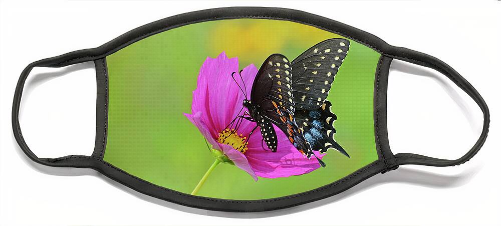 Butterfly Face Mask featuring the photograph Black Swallowtail on a Cosmos by Rodney Campbell