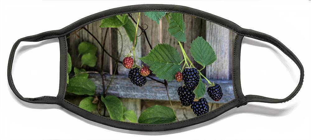 Berries Face Mask featuring the photograph Blackberries by K Bradley Washburn