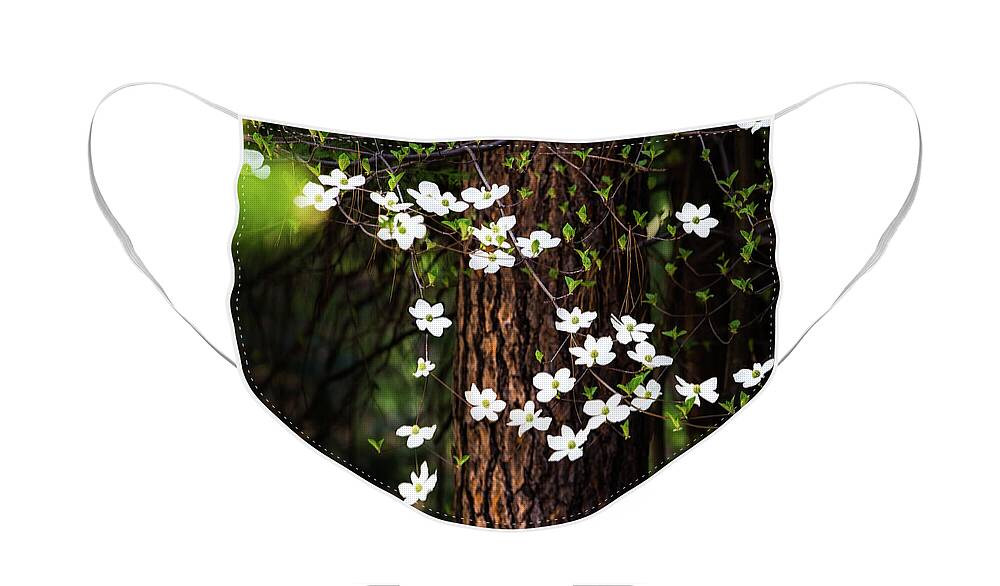 Yosemite Face Mask featuring the photograph Blooming Dogwoods in Yosemite by Larry Marshall