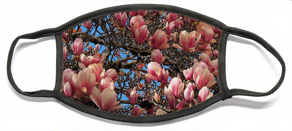 Botanical Face Mask featuring the photograph Blooming Magnolia by Richard Thomas