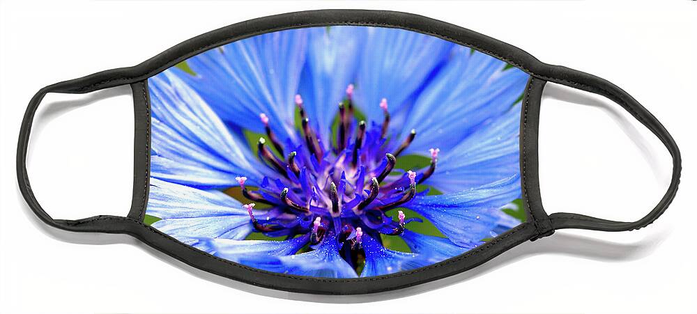 Macro Face Mask featuring the photograph Blue Cornflower by Stephen Melia
