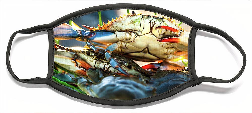 Blue Crabs Face Mask featuring the photograph Blue Crab Cha Cha Cha by Karen Wiles