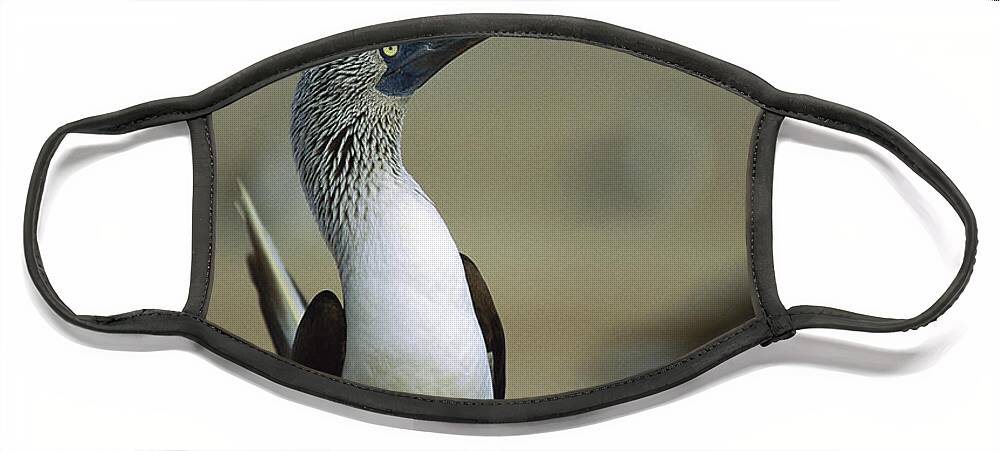 00140218 Face Mask featuring the photograph Blue-footed Booby Sula Nebouxii by Tui De Roy