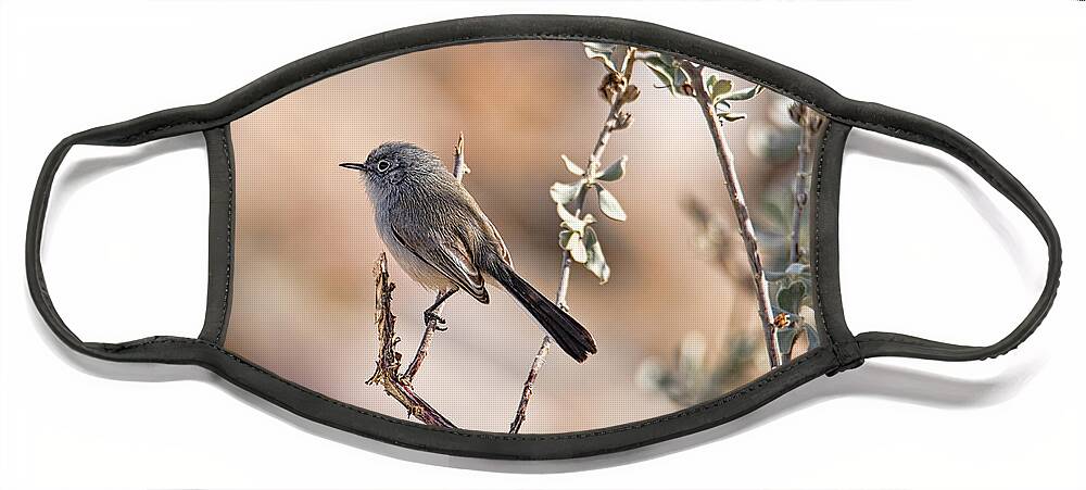 Arizona Face Mask featuring the photograph Black-Tailed Gnatcatcher by Dan McManus