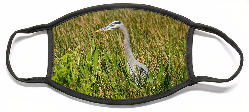 America Face Mask featuring the photograph Blue Heron by Amanda Mohler