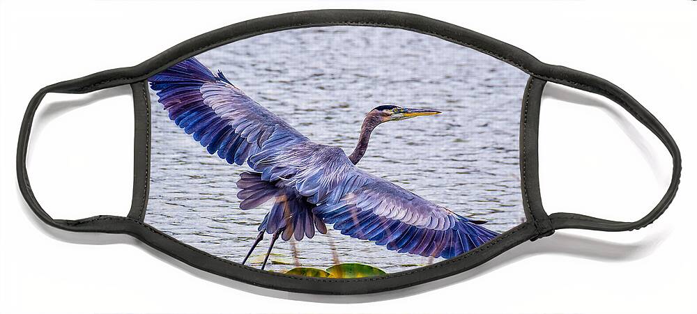Peggy Franz Photography Face Mask featuring the photograph Blue Heron Take Off by Peggy Franz