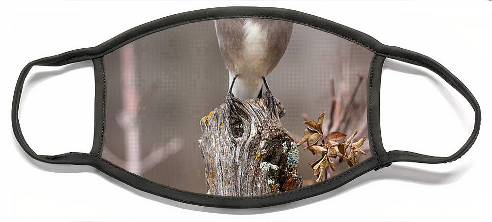 Animal Face Mask featuring the photograph Blue Jay on Hedge Post 1 by Jeff Phillippi