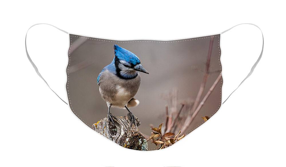 Animal Face Mask featuring the photograph Blue Jay on Hedge Post 2 by Jeff Phillippi