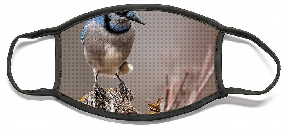 Animal Face Mask featuring the photograph Blue Jay on Hedge Post 2 by Jeff Phillippi