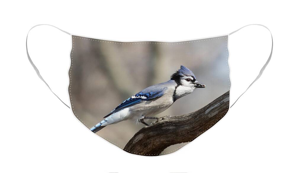 Bird Face Mask featuring the photograph Blue Jay by Phil Spitze