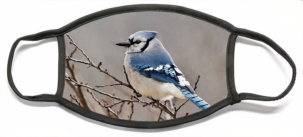 Blue Jay Face Mask featuring the photograph Blue Jay Way by Lara Ellis