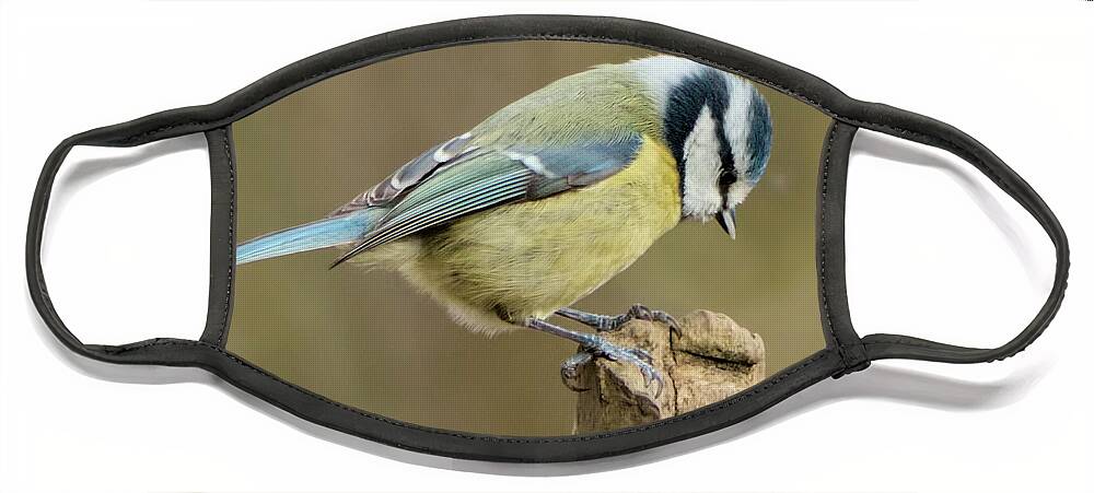 Bird Face Mask featuring the photograph Blue Tit 2 by Stephen Melia