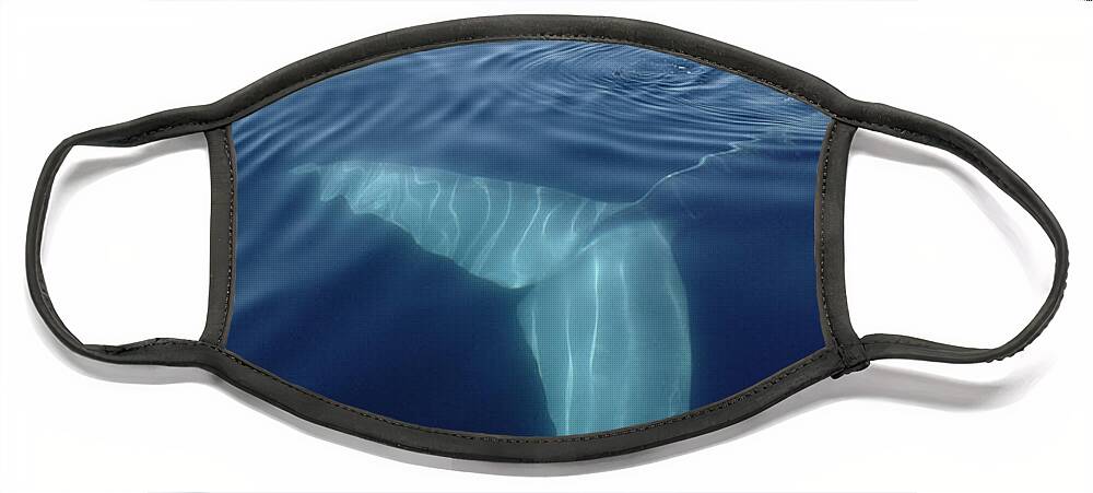 00080958 Face Mask featuring the photograph Blue Whale Tail Underwater In Sea by Flip Nicklin