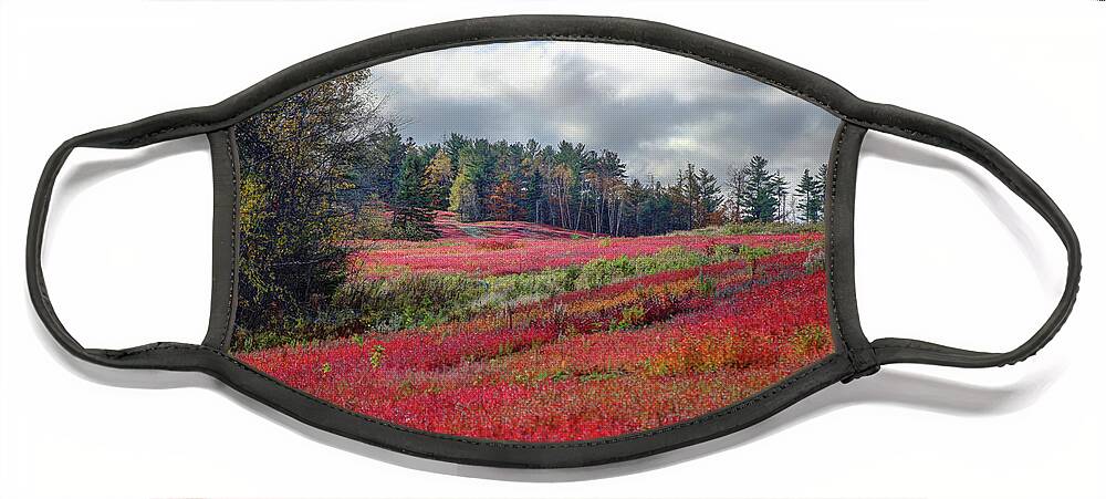 Blueberry Face Mask featuring the photograph Blueberry Field by John Meader