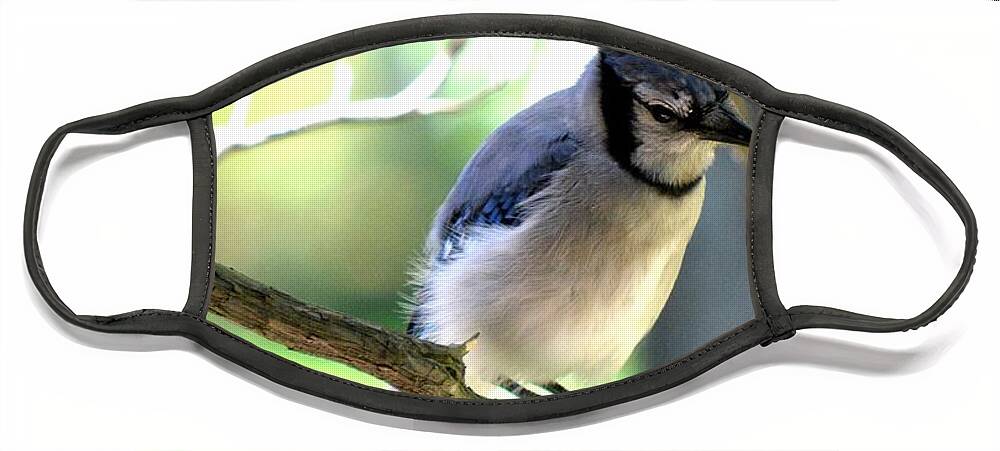 Bluejay Face Mask featuring the photograph Bluejay by Dani McEvoy