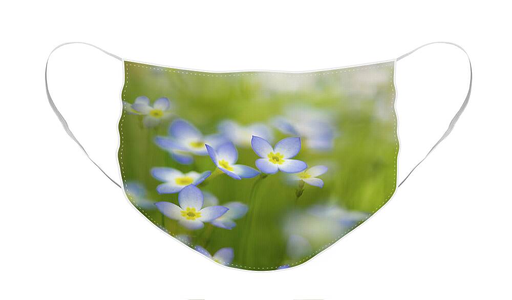 Blue Face Mask featuring the photograph Bluets by Kim Carpentier