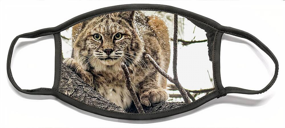 Categories Face Mask featuring the photograph Bobcat in Winter by Dawn Key
