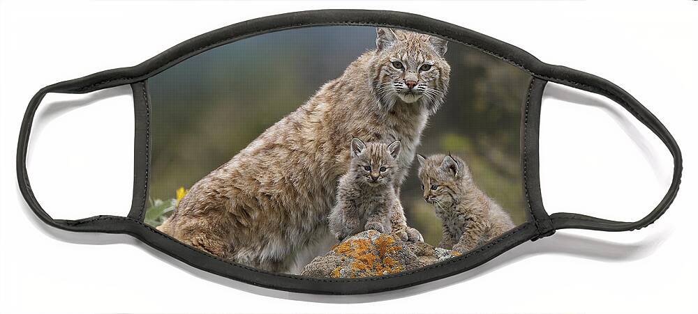 00177004 Face Mask featuring the photograph Bobcat Mother And Kittens North America by Tim Fitzharris