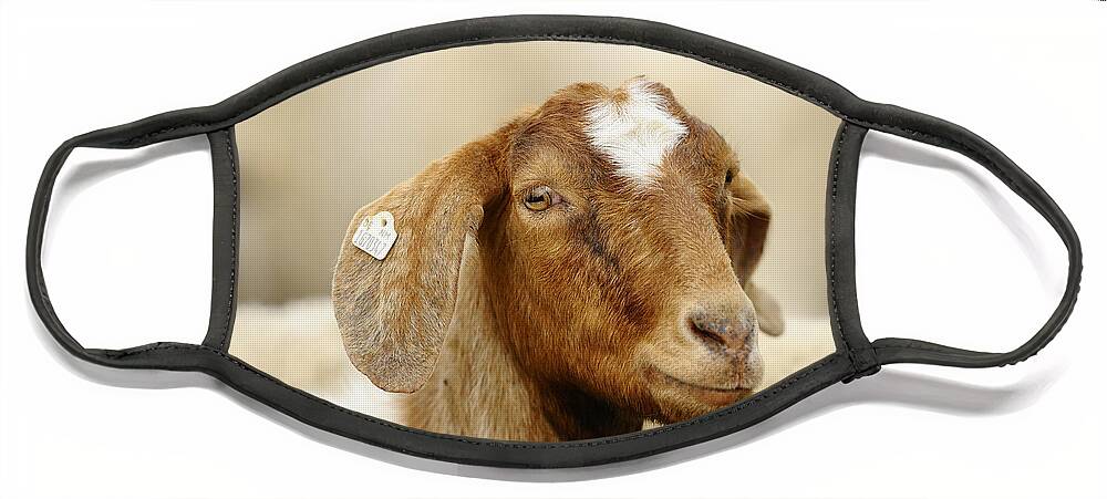 Boer Goat Face Mask featuring the photograph Boer Goat by David & Micha Sheldon