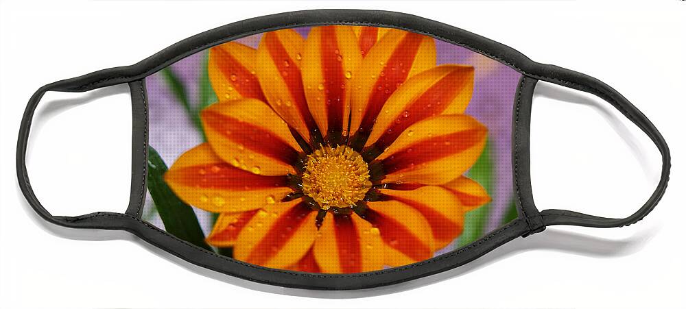Flowers Face Mask featuring the photograph Bold Gazania Flower II by Dorothy Lee