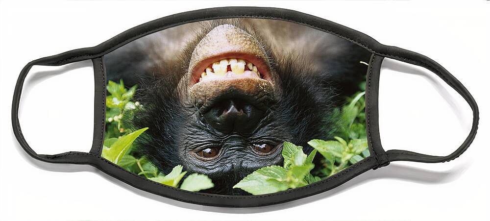 #faatoppicks Face Mask featuring the photograph Bonobo Smiling by Cyril Ruoso