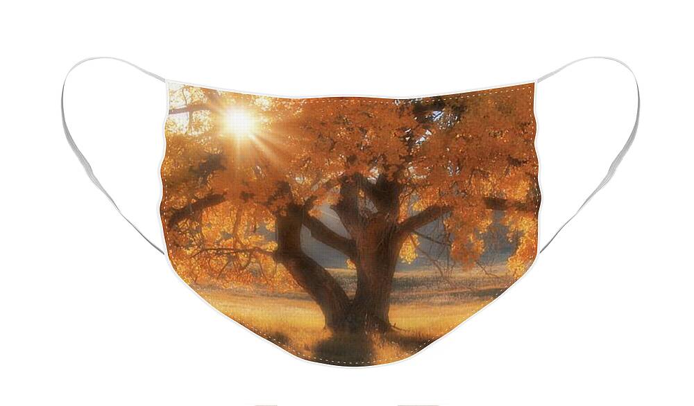 Western Face Mask featuring the photograph Boxelder's Autumn Tree by Amanda Smith